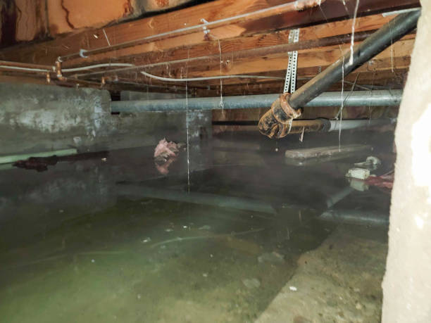 Reliable Bethalto, IL Water damage restoration Solutions